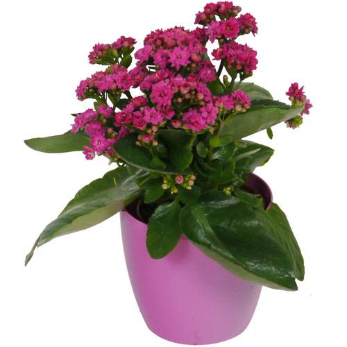 Kalanchoe rosa + Cachep Rosa