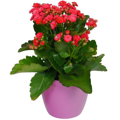Kalanchoe velmelho + Cachep Rosa