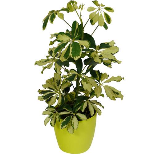 Schefflera Dalton + Cachep Verde Limo