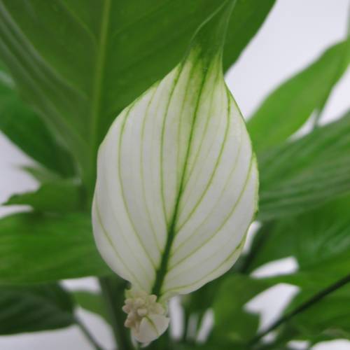 Spathiphyllum + Cachep Branco
