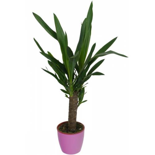 Yuca 1 Tronco + Cachep Rosa