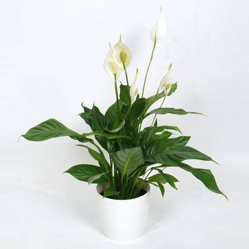 Planta de interior Spathiphyllum + Cachepô Branco