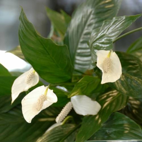 Planta de interior Spathiphyllum + Cachepô Branco