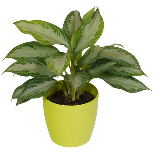 Aglaonema Silver Bay + Cachep Verde Limo