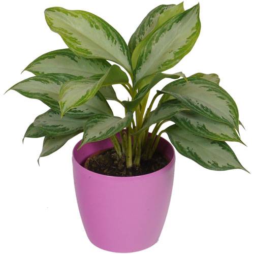 Aglaonema Silver Bay + Cachep Rosa