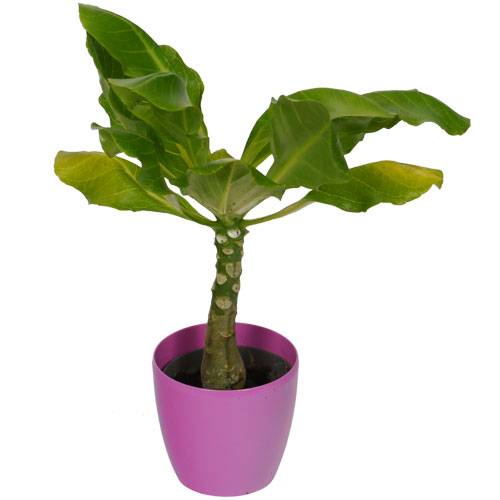Brighamia Palmeira Havaiana + Cachep Rosa