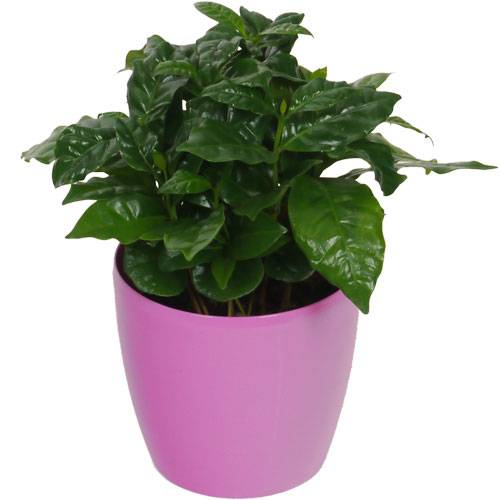 Cafeeiro + Cachep Rosa