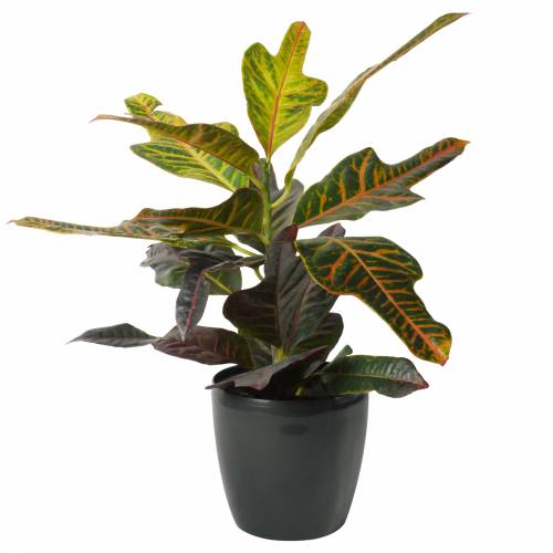 Croton Excellent  + Cachep Antracite