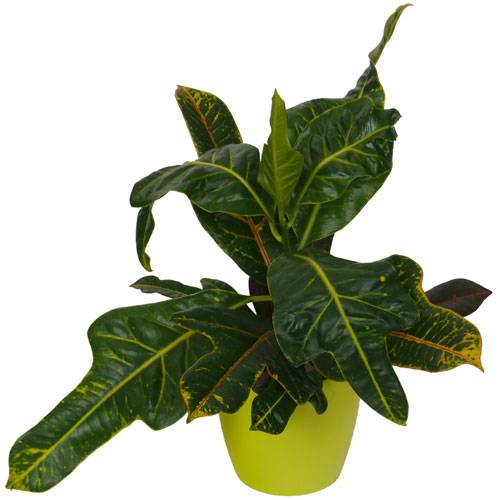 Croton Excellent  + Cachep Verde Limn
