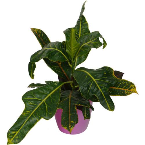 Croton Excellent  + Cachep Rosa