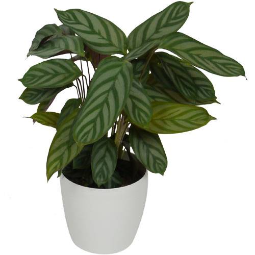 Calathea 'Compactstar' + Cachep Branco