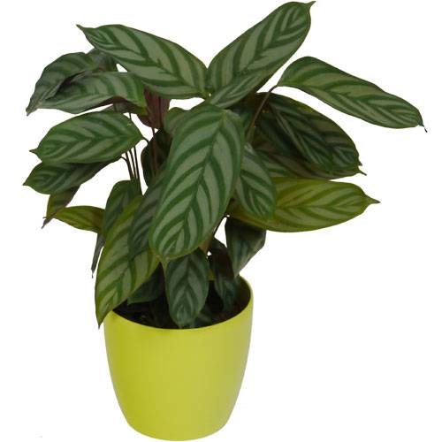 Calathea 'Compactstar' + Cachep Verde Limo