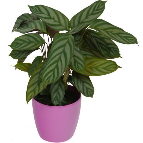 Calathea 'Compactstar' + Cachep Rosa