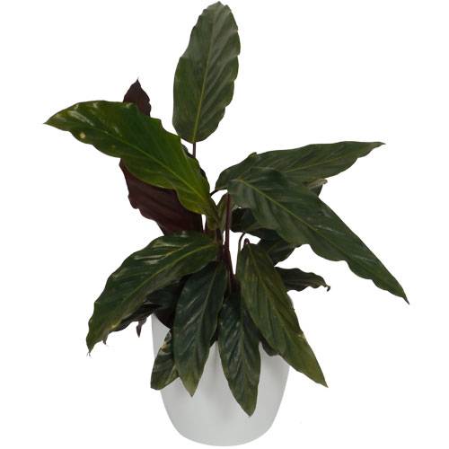 Calathea 'Purplestar' + Cachep Branco