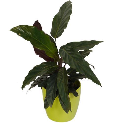 Calathea 'Purplestar' + Cachep Verde Limo