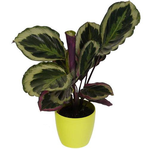 Calathea 'Shinestar' + Cachep Verde Limo