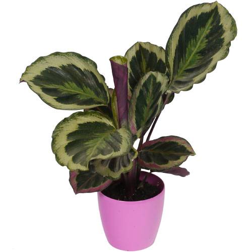 Calathea 'Shinestar' + Cachep Rosa