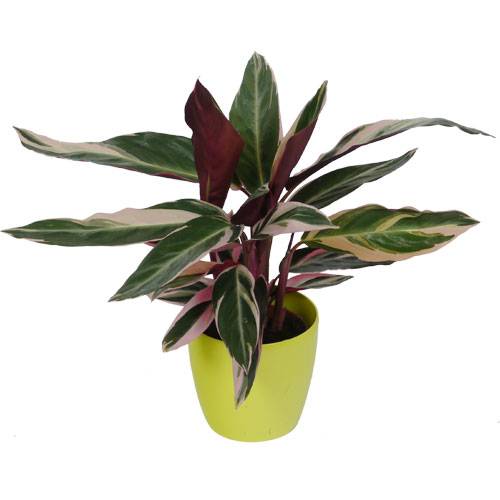 Calathea 'Triostar' + Cachep Verde Limo