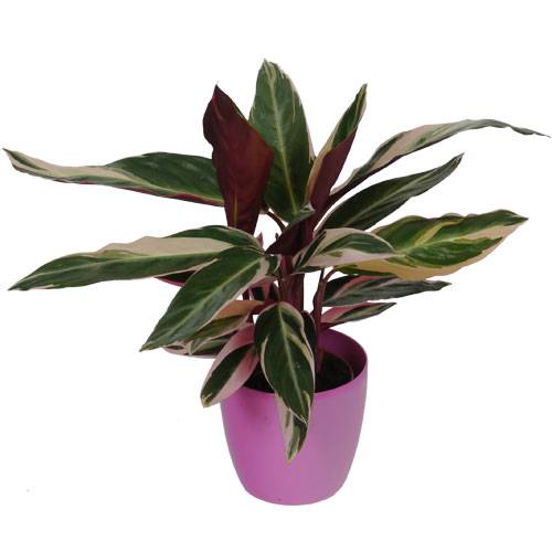 Calathea 'Triostar' + Cachep Rosa