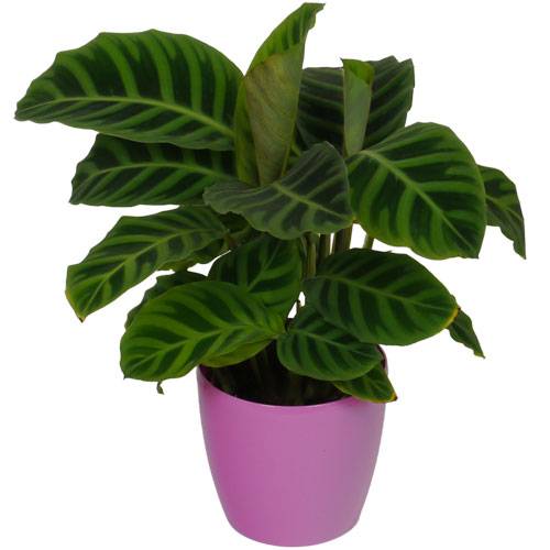 Calathea 'Zebrina' + Cachep Rosa