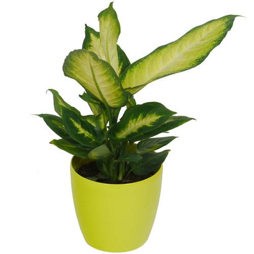 Dieffenbachia 'Camilla' + Cachep Verde Limo