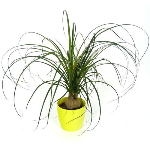 Beaucarnea + Cachep Verde Limo