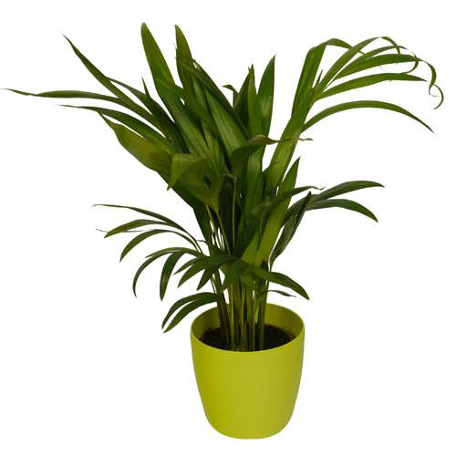 Palmeira Areca + Cachep Verde Limo