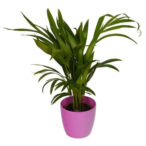 Palmeira Areca + Cachep Rosa