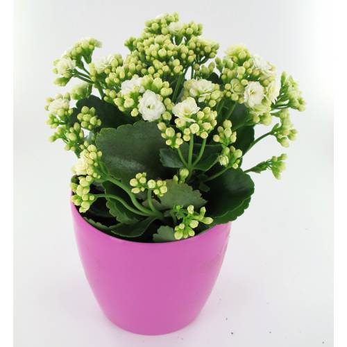 Kalanchoe branco + Cachep Rosa