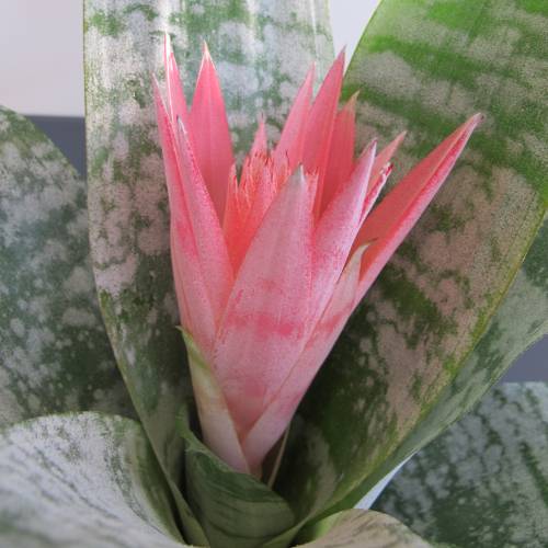 Aechmea 'Primera' + Cachep Antracite