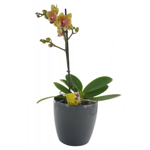 Phalaenopsis Laranja + Cachep Antracite