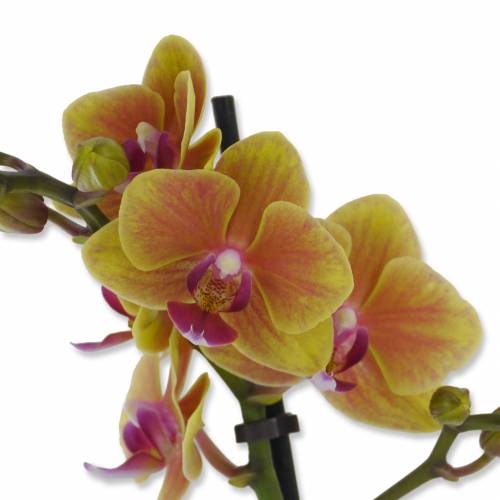 Phalaenopsis Laranja + Cachep Antracite