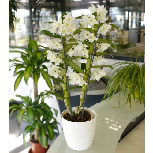Dendrobium Branca + Cachep Branco
