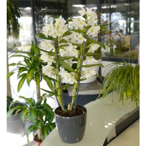 Dendrobium Branca + Cachep Antracite