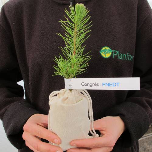 �rvore como prenda de neg�cios