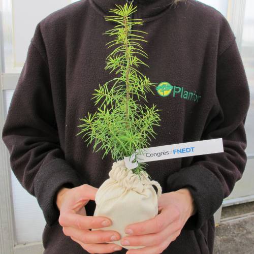 �rvore como prenda de neg�cios