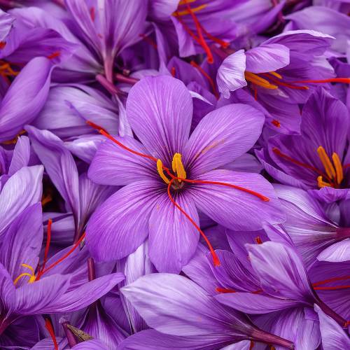 Crocus A�afr�o - Crocus Sativa