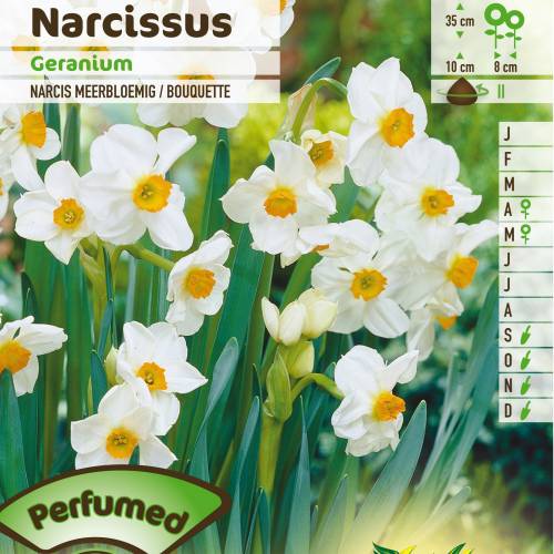 Narciso 'gernio'