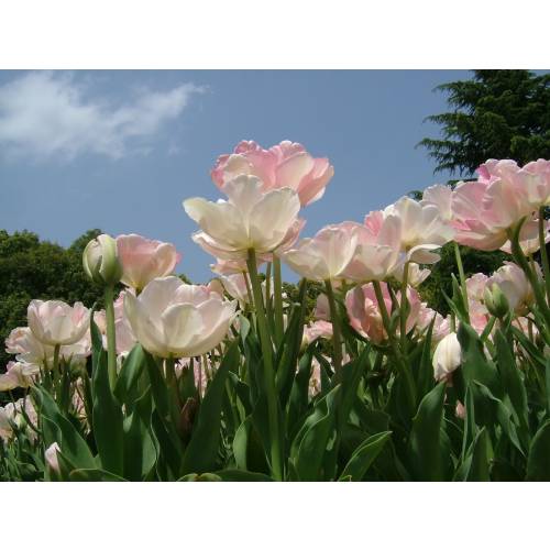 T�lipa dobrada tardia 'Finola'