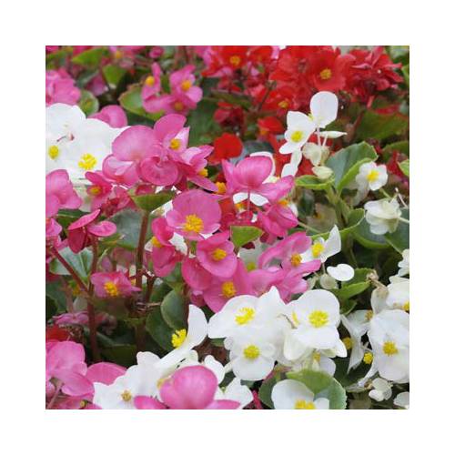 Bolbos Begonias preo barato - Fim de temporada