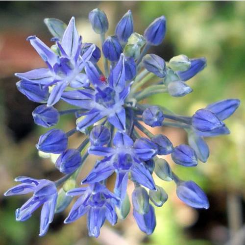 Alho decorativo Azul - Allium Caeruleum Azureum