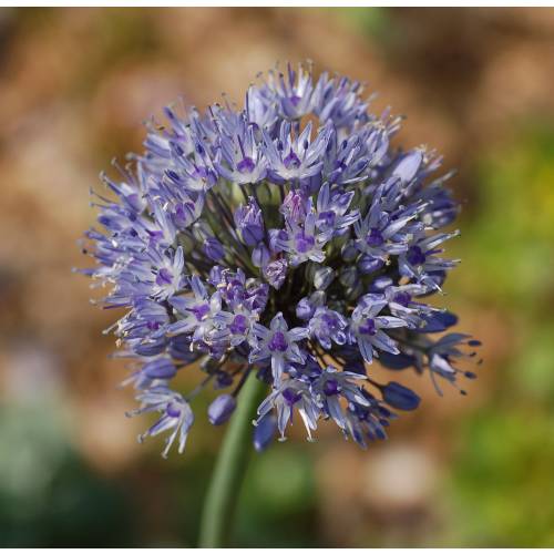 Alho decorativo Azul - Allium Caeruleum Azureum