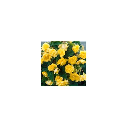 Begnia Pendente Amarelo