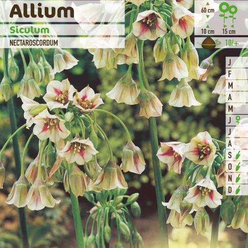 Alho decorativo da Siclia - Allium Siculum