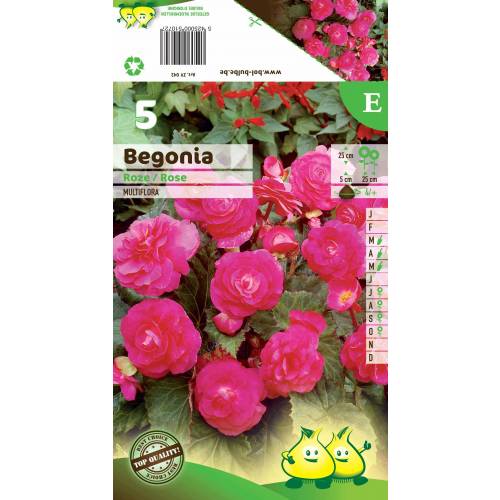 Begnia Multiflora Rosa