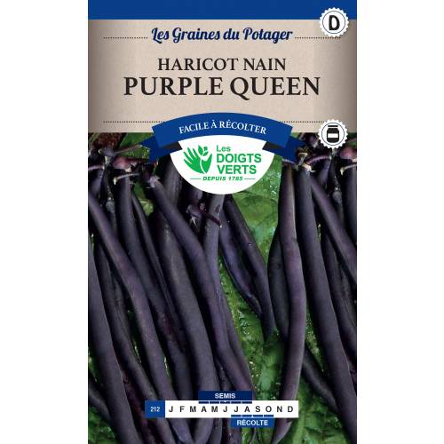Feijo rasteiro 'Purple Queen'