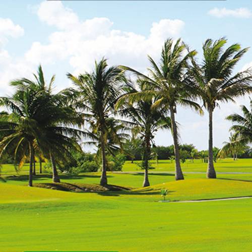 Relva para Terrenos secos - 1 kg - 35m2