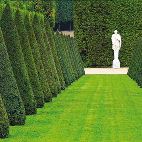 Relva Prestigio - 10kg - 400m2