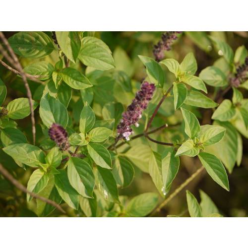 Manjeric�o Canela - Sementes