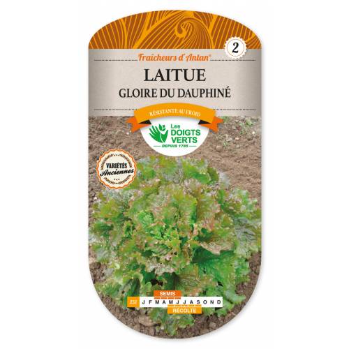 Alface Batavia Gloire du Dauphin